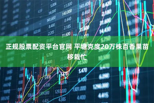 正规股票配资平台官网 平塘克度20万株百香果苗移栽忙